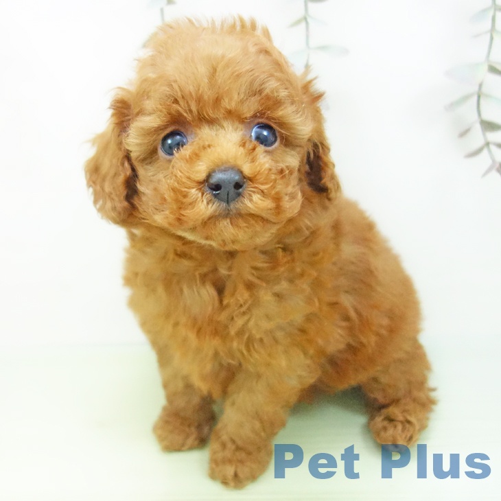 愛知県のトイプードル(トイ) (ペットプラス 岡崎店/2025年9月11日生まれ/男の子/レッド)の子犬の2枚目の画像