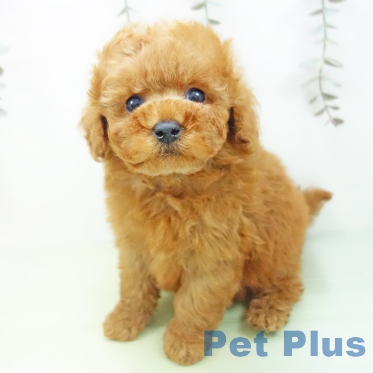 岐阜県のトイプードル(トイ) (ペットプラス 各務原店/2025年9月11日生まれ/男の子/レッド)の子犬の1枚目の画像