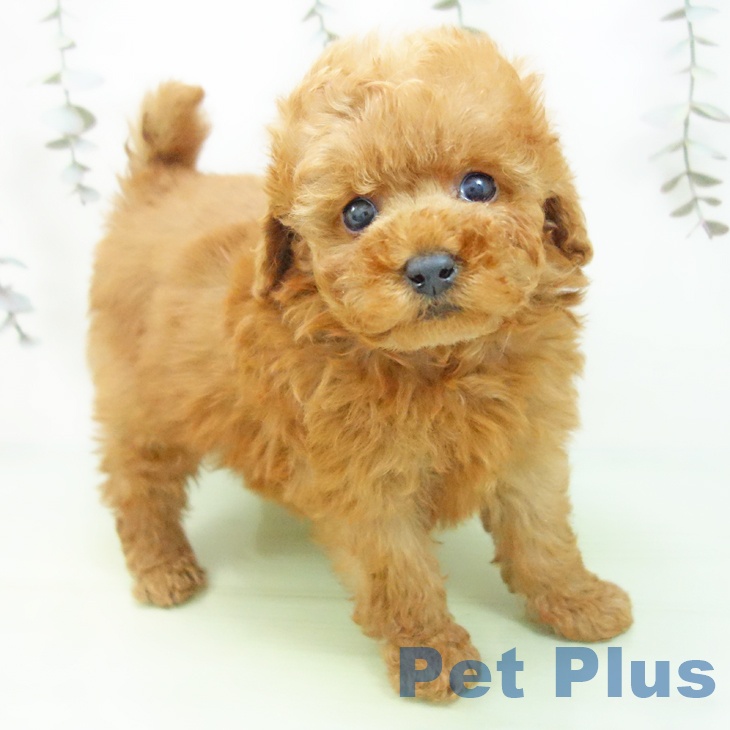 岐阜県のトイプードル(トイ) (ペットプラス 各務原店/2025年9月11日生まれ/男の子/レッド)の子犬の2枚目の画像