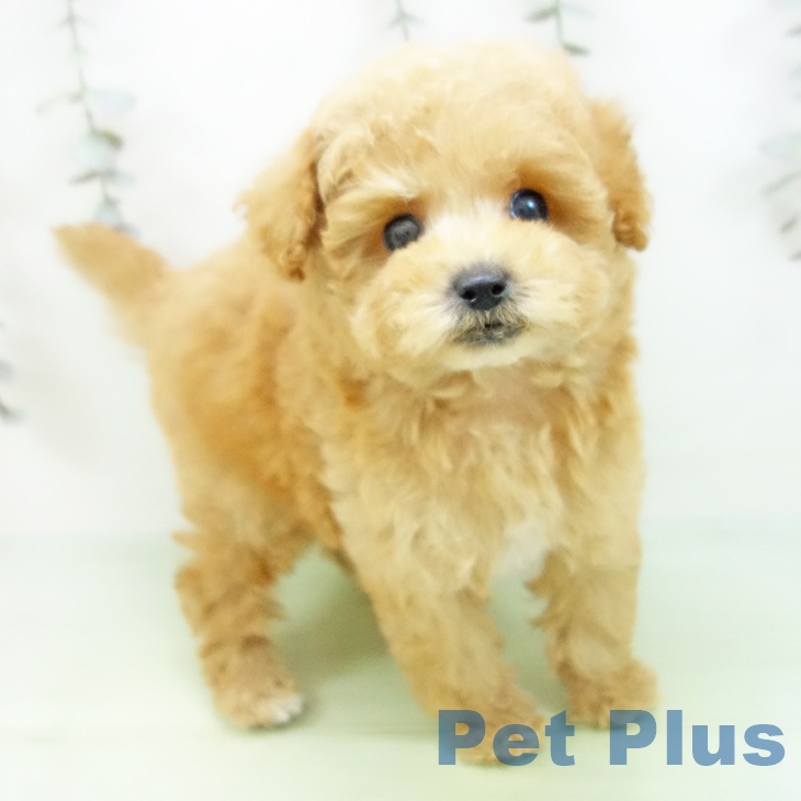 愛知県のトイプードル(トイ) (ペットプラス みなと店/2025年9月9日生まれ/男の子/アプリコット)の子犬の1枚目の画像