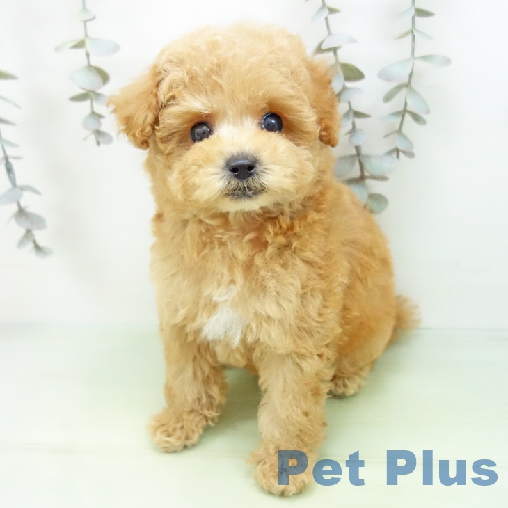 愛知県のトイプードル(トイ) (ペットプラス みなと店/2025年9月9日生まれ/男の子/アプリコット)の子犬の2枚目の画像