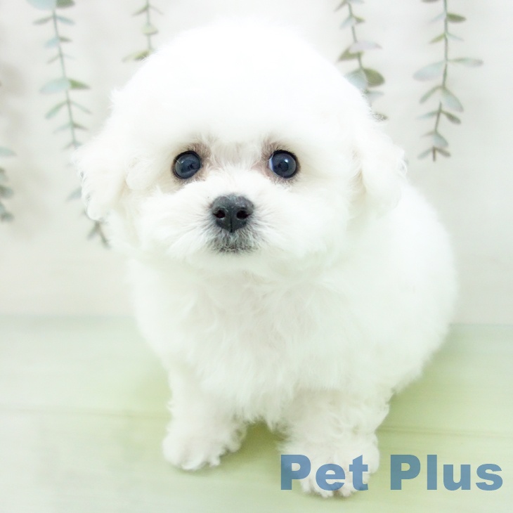 ビション・フリーゼ