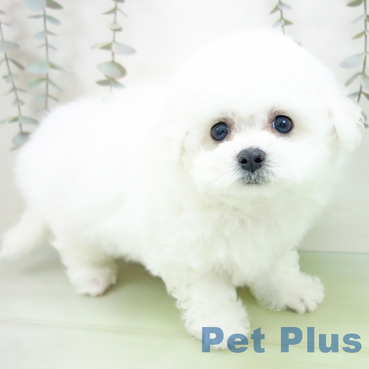 ビション・フリーゼの写真2