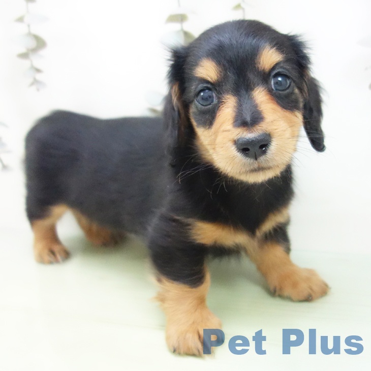 愛知県のミニチュアダックスフンド(ロング) (ペットプラス 名古屋茶屋店/2025年9月13日生まれ/男の子/ブラックタン)の子犬