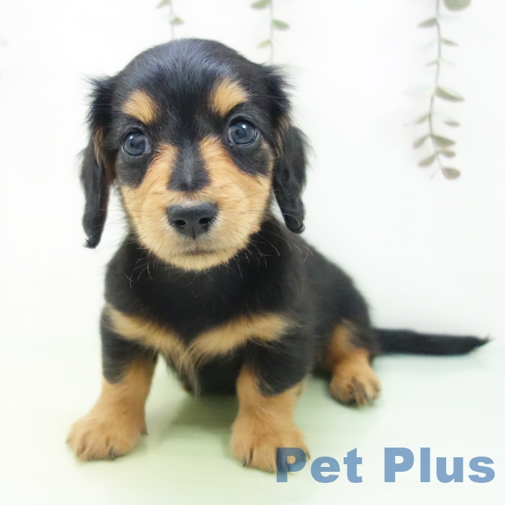 愛知県のミニチュアダックスフンド(ロング) (ペットプラス 名古屋茶屋店/2025年9月13日生まれ/男の子/ブラックタン)の子犬の2枚目の画像