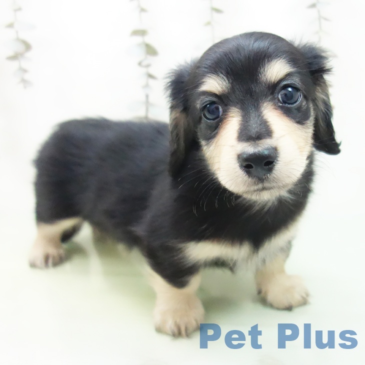 愛知県のミニチュアダックスフンド(ロング) (ペットプラス 豊田店/2025年9月13日生まれ/男の子/ブラックイエロー)の子犬の1枚目の画像