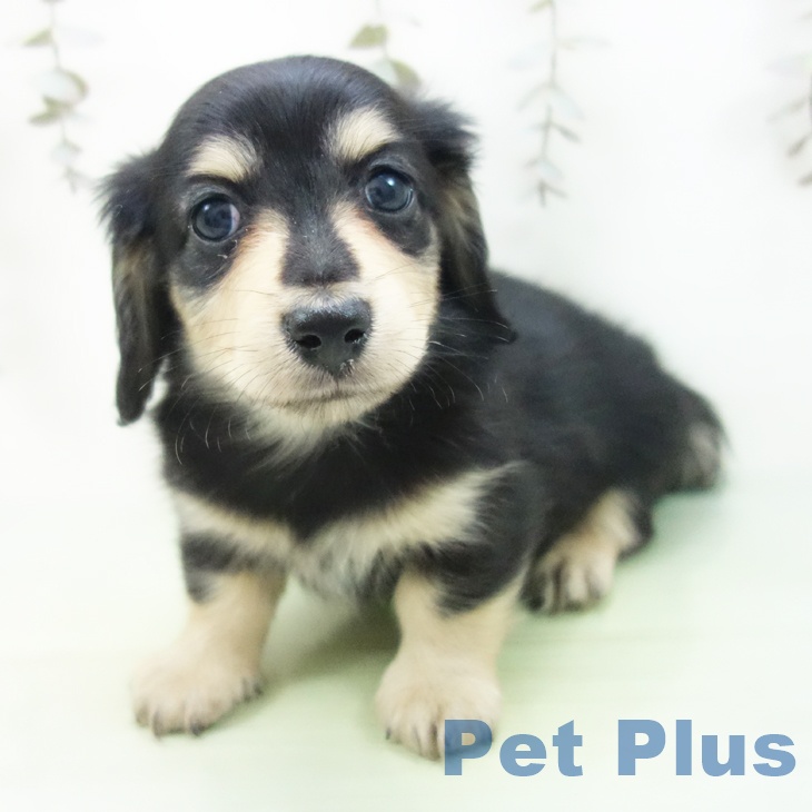 愛知県のミニチュアダックスフンド(ロング) (ペットプラス 豊田店/2025年9月13日生まれ/男の子/ブラックイエロー)の子犬の2枚目の画像