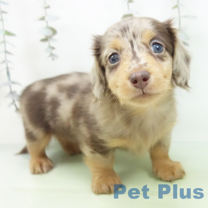 ミニチュア・ダックスフンド