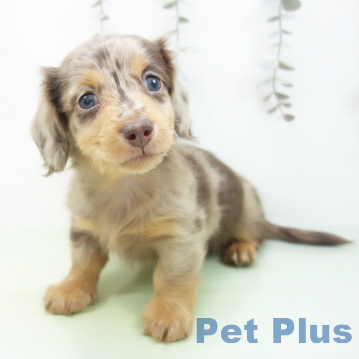 ミニチュア・ダックスフンドの写真2