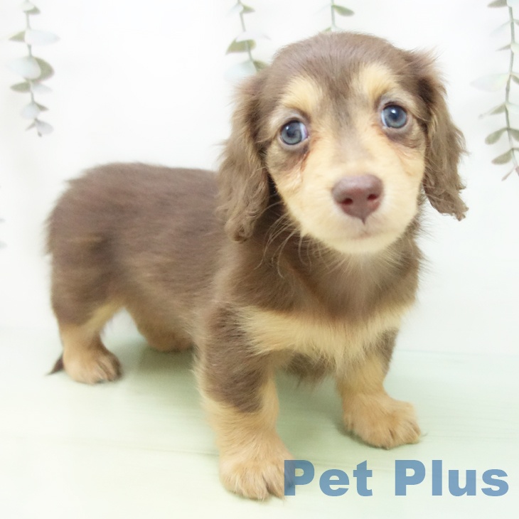 三重県のミニチュアダックスフンド(ロング) (ペットプラス 鈴鹿店/2025年9月13日生まれ/女の子/チョコレートタン)の子犬