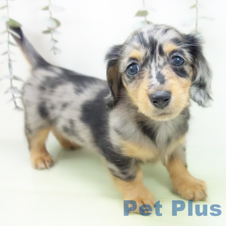 三重県のミニチュアダックスフンド(ロング) (ペットプラス 鈴鹿店/2025年9月13日生まれ/女の子/シルバーダップル)の子犬