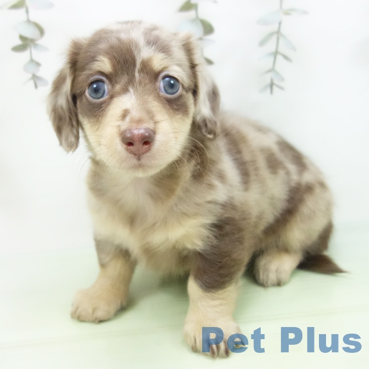 ミニチュア・ダックスフンド