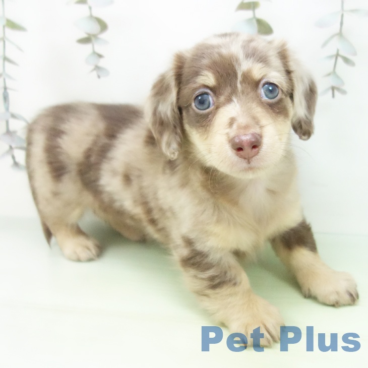 ミニチュア・ダックスフンドの写真2