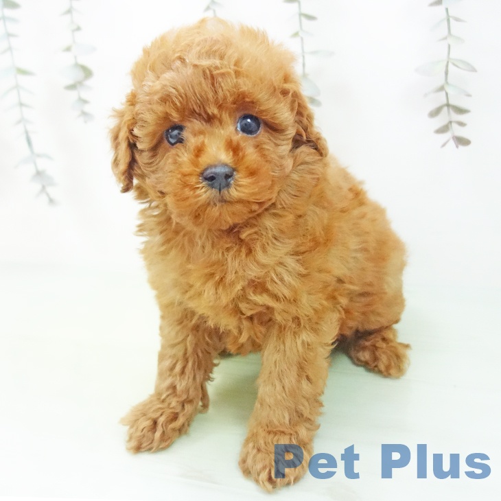 福井県のトイプードル(トイ) (ペットプラス 福井店/2025年9月13日生まれ/男の子/レッド)の子犬の1枚目の画像