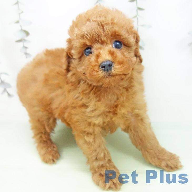 福井県のトイプードル(トイ) (ペットプラス 福井店/2025年9月13日生まれ/男の子/レッド)の子犬の2枚目の画像