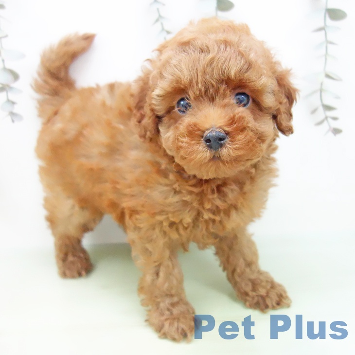 岐阜県のトイプードル(トイ) (ペットプラス 各務原店/2025年9月13日生まれ/女の子/レッド)の子犬の1枚目の画像