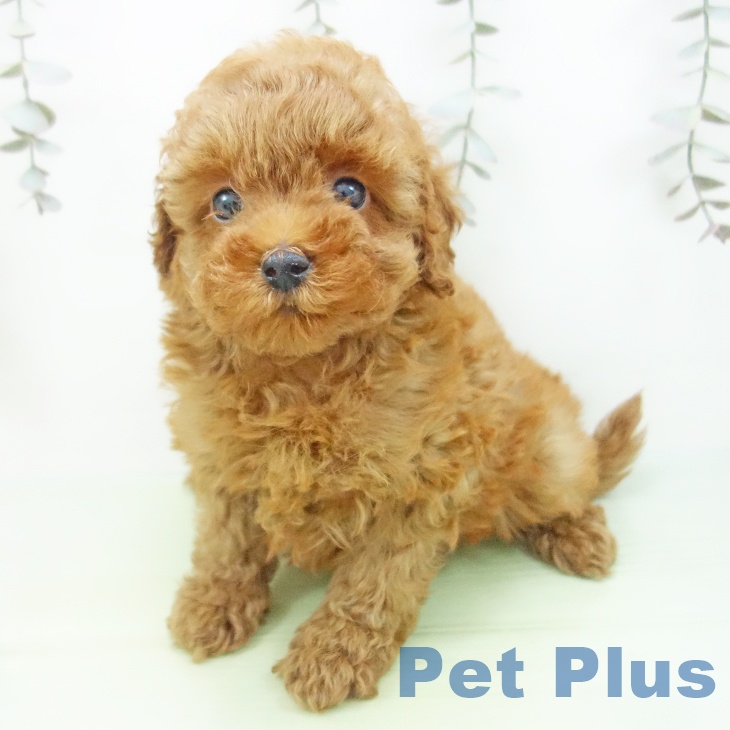 岐阜県のトイプードル(トイ) (ペットプラス 各務原店/2025年9月13日生まれ/女の子/レッド)の子犬の2枚目の画像