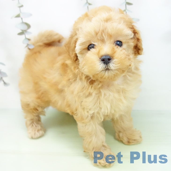 岐阜県のトイプードル(トイ) (ペットプラス 各務原店/2025年9月13日生まれ/女の子/アプリコット)の子犬の1枚目の画像