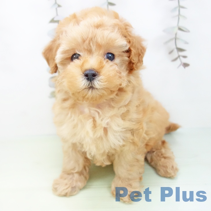岐阜県のトイプードル(トイ) (ペットプラス 各務原店/2025年9月13日生まれ/女の子/アプリコット)の子犬の2枚目の画像
