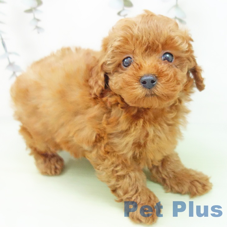 トイ・プードル