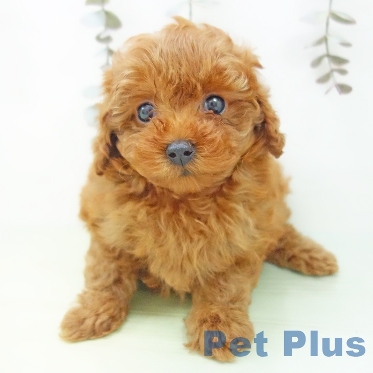 トイ・プードル