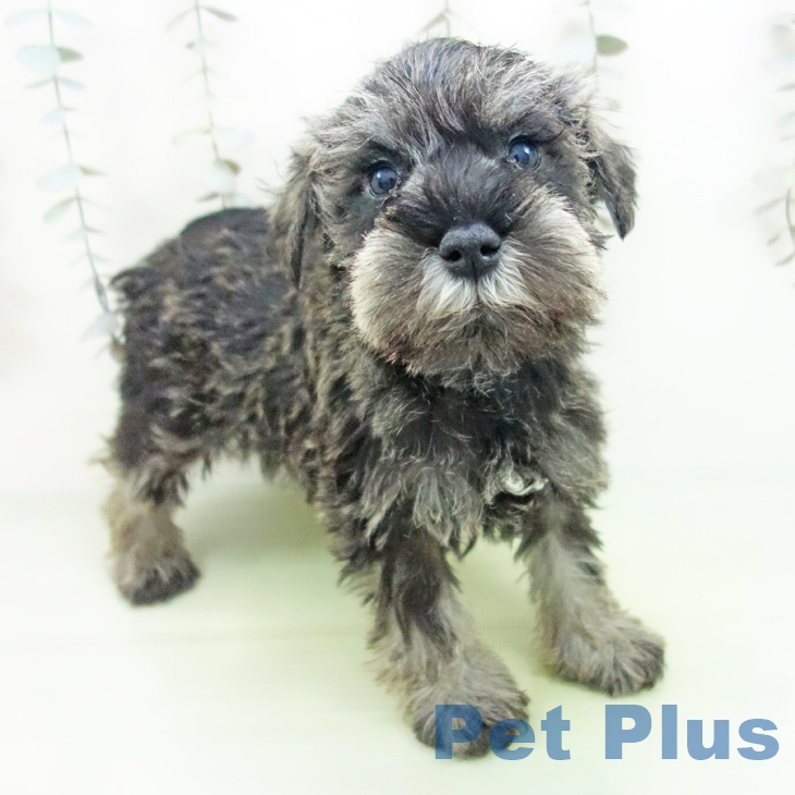 石川県のミニチュアシュナウザー (ペットプラス 新小松店/2025年9月13日生まれ/男の子/ソルトペッパー)の子犬の1枚目の画像