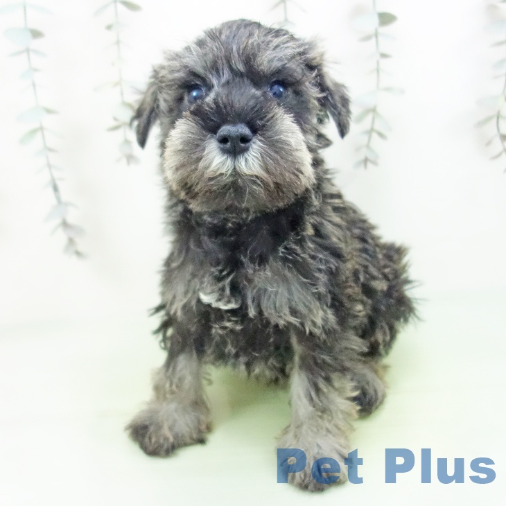 石川県のミニチュアシュナウザー (ペットプラス 新小松店/2025年9月13日生まれ/男の子/ソルトペッパー)の子犬の2枚目の画像