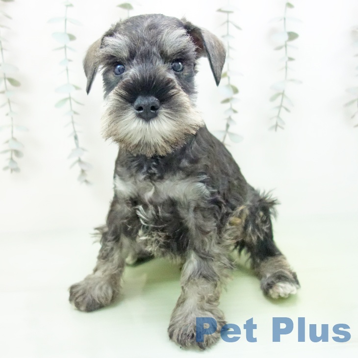 愛知県のミニチュアシュナウザー (ペットプラス 豊田店/2025年9月13日生まれ/男の子/ソルトペッパー)の子犬の2枚目の画像