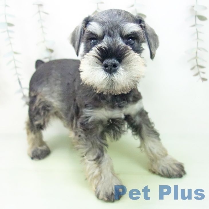 富山県のミニチュアシュナウザー (ペットプラス 高岡店/2025年9月13日生まれ/男の子/ソルトペッパー)の子犬
