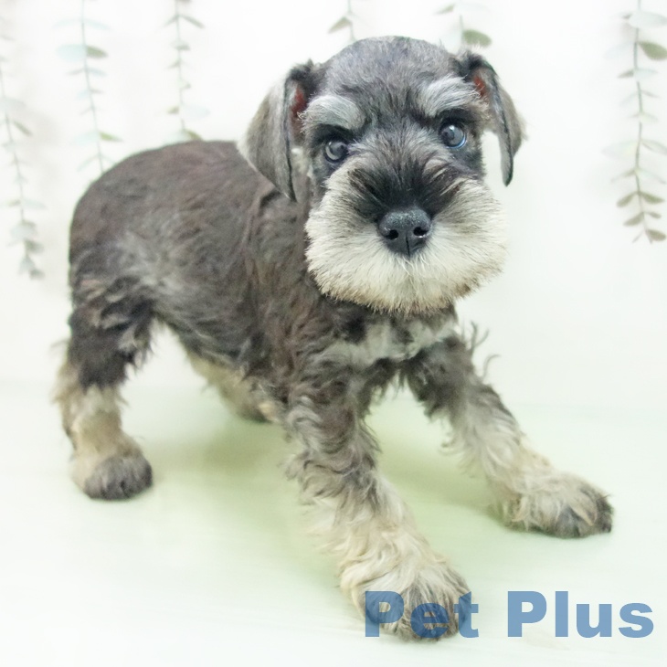 ミニチュア・シュナウザー