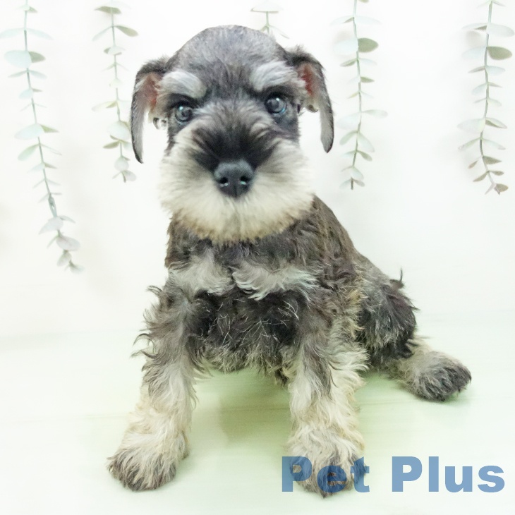 ミニチュア・シュナウザーの写真2