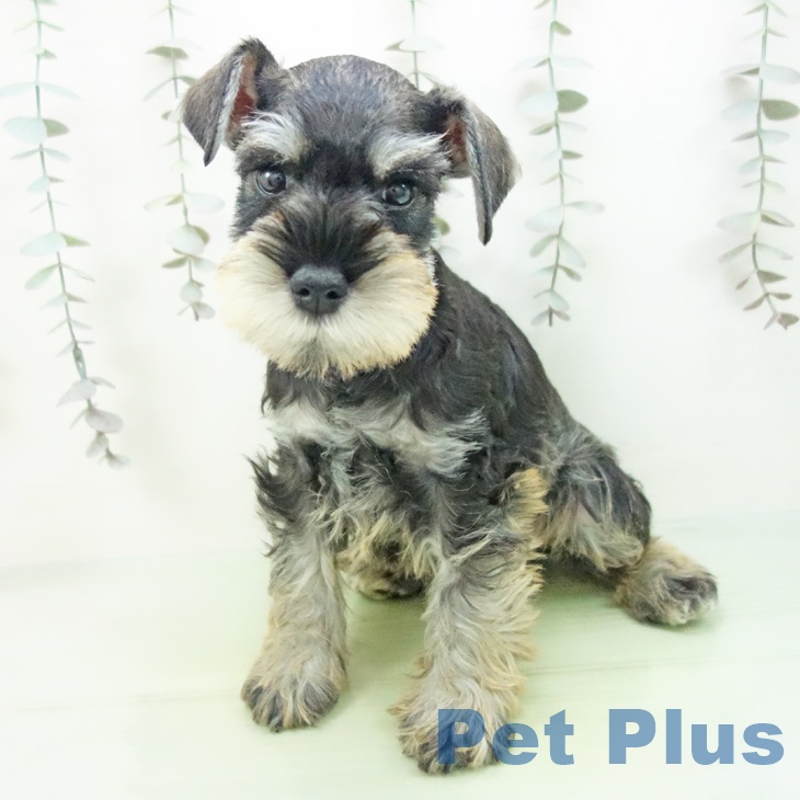 ミニチュア・シュナウザーの写真2