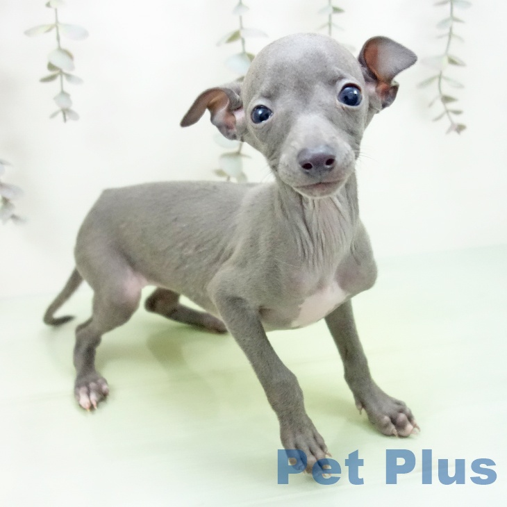 愛知県のイタリアングレーハウンド (ペットプラス 則武新町店/2025年9月9日生まれ/女の子/ブルー)の子犬の1枚目の画像