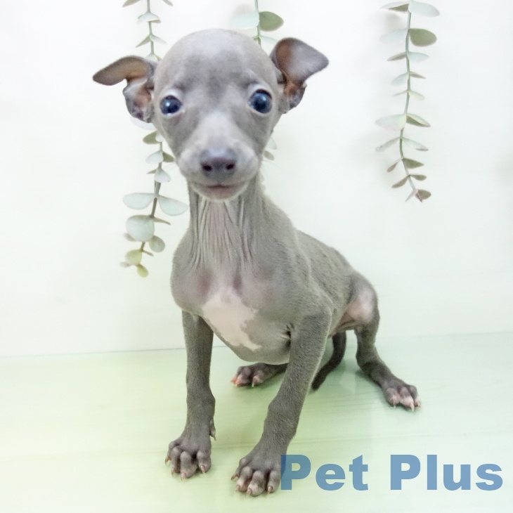 愛知県のイタリアングレーハウンド (ペットプラス 則武新町店/2025年9月9日生まれ/女の子/ブルー)の子犬の2枚目の画像