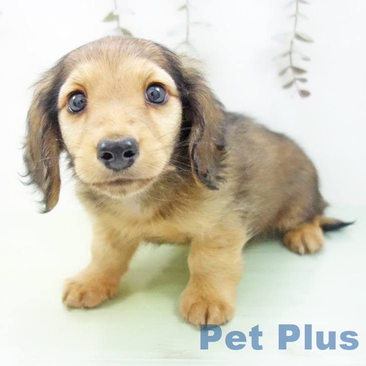 石川県のミニチュアダックスフンド(ロング) (ペットプラス 白山店/2025年9月14日生まれ/男の子/シェーデットレッド)の子犬の1枚目の画像