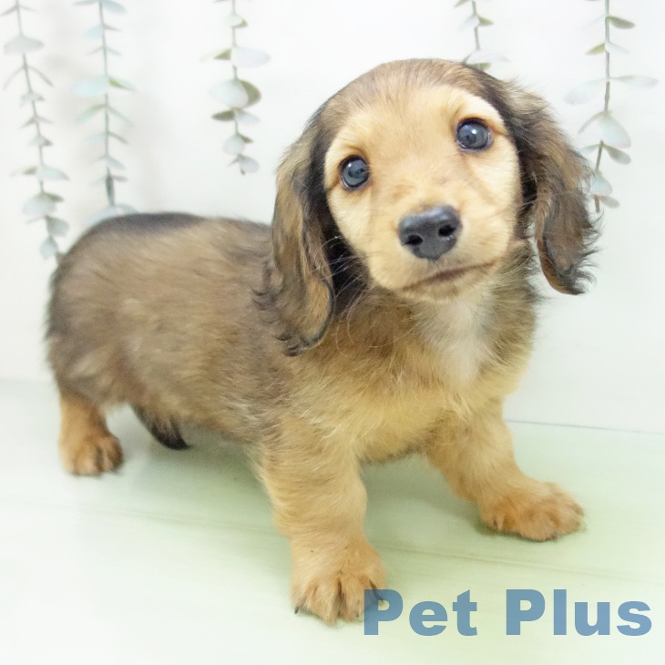 石川県のミニチュアダックスフンド(ロング) (ペットプラス 白山店/2025年9月14日生まれ/男の子/シェーデットレッド)の子犬の2枚目の画像