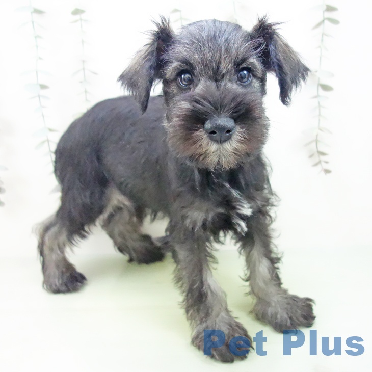 ミニチュア・シュナウザー