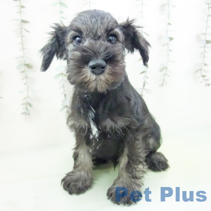 ミニチュア・シュナウザー