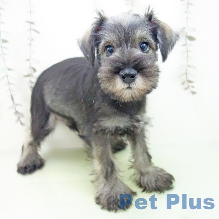 富山県のミニチュアシュナウザー (ペットプラス となみ店/2025年9月13日生まれ/男の子/ソルトペッパー)の子犬