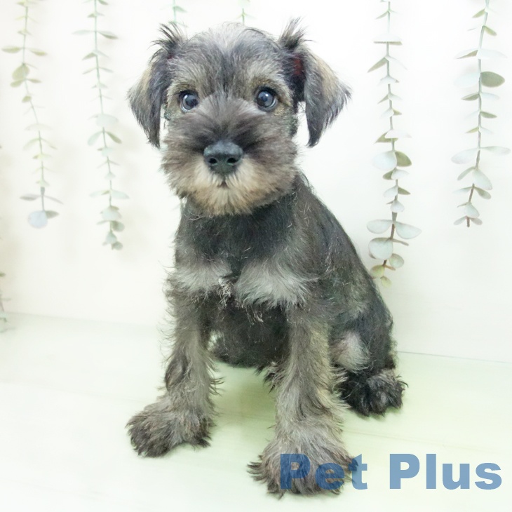 富山県のミニチュアシュナウザー (ペットプラス となみ店/2025年9月13日生まれ/男の子/ソルトペッパー)の子犬の2枚目の画像