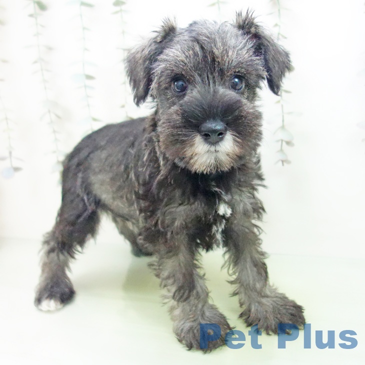 岐阜県のミニチュアシュナウザー (ペットプラス 各務原店/2025年9月13日生まれ/女の子/ソルトペッパー)の子犬の1枚目の画像