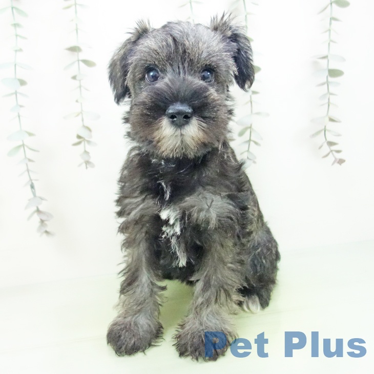 岐阜県のミニチュアシュナウザー (ペットプラス 各務原店/2025年9月13日生まれ/女の子/ソルトペッパー)の子犬の2枚目の画像