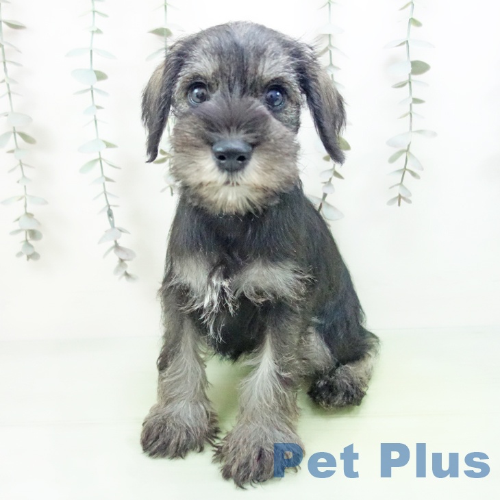 愛知県のミニチュアシュナウザー (ペットプラス イオンモール豊川店/2025年9月13日生まれ/女の子/ソルトペッパー)の子犬