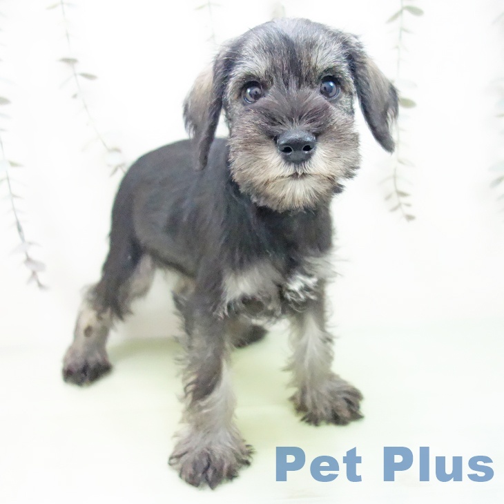 愛知県のミニチュアシュナウザー (ペットプラス イオンモール豊川店/2025年9月13日生まれ/女の子/ソルトペッパー)の子犬の2枚目の画像