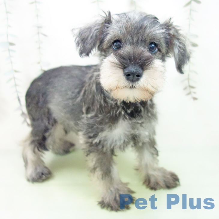 愛知県のミニチュアシュナウザー (ペットプラス 名古屋茶屋店/2025年9月13日生まれ/女の子/ソルトペッパー)の子犬
