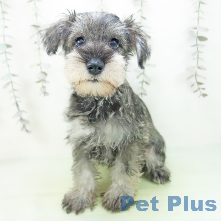 愛知県のミニチュアシュナウザー (ペットプラス 名古屋茶屋店/2025年9月13日生まれ/女の子/ソルトペッパー)の子犬の2枚目の画像