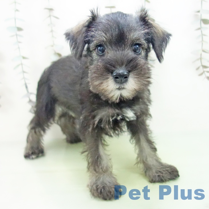 三重県のミニチュアシュナウザー (ペットプラス 鈴鹿店/2025年9月13日生まれ/女の子/ソルトペッパー)の子犬