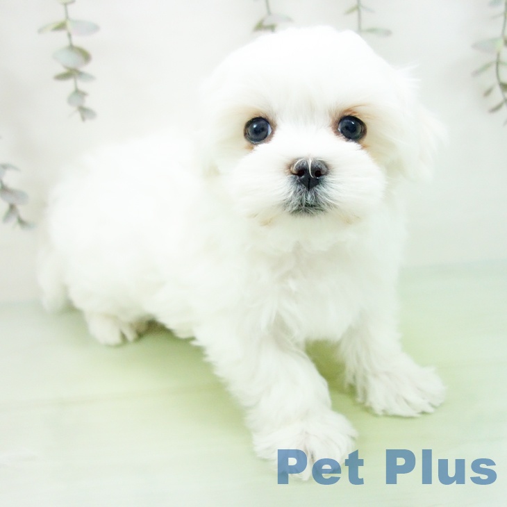 三重県のマルチーズ (ペットプラス 鈴鹿店/2025年9月15日生まれ/男の子/ホワイト)の子犬