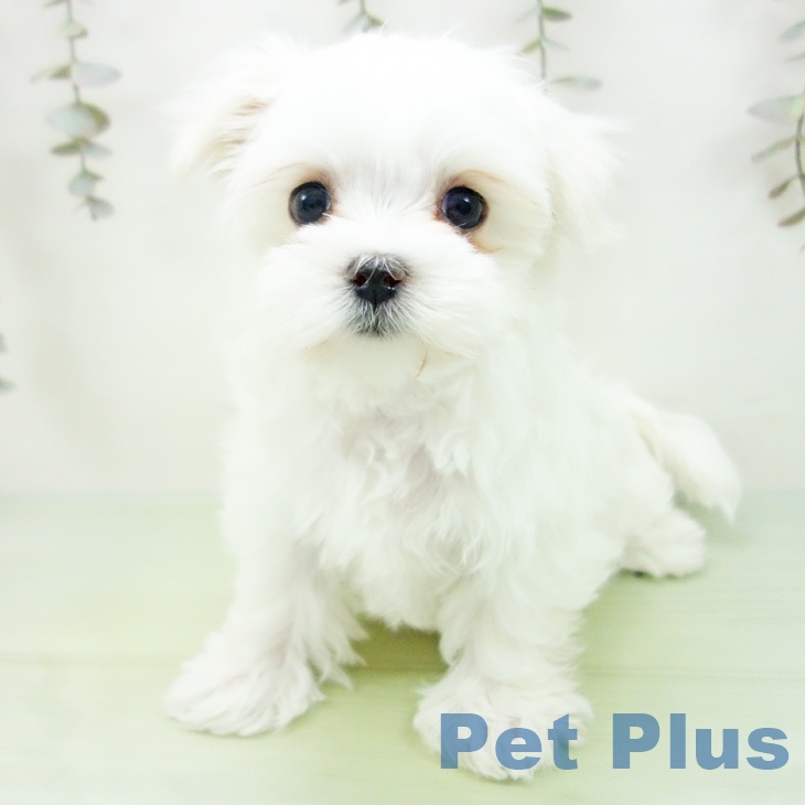 岐阜県のマルチーズ (ペットプラス 光ケ丘店/2025年9月15日生まれ/女の子/ホワイト)の子犬