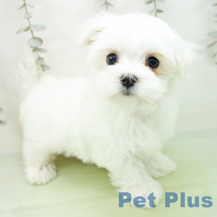 岐阜県のマルチーズ (ペットプラス 光ケ丘店/2025年9月15日生まれ/女の子/ホワイト)の子犬の2枚目の画像